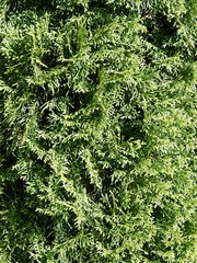 green leaves of thuja tree as background