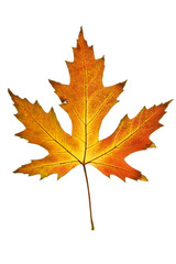 Naklejka na ściany i meble Autumn leaf. Colorful maple leaf isolated on white background.
