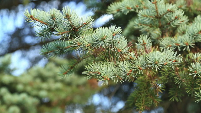 Sunlight and lens flare, fir tree