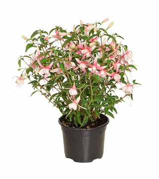 Fuchsia En Pot