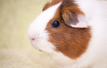 Guinea pig on a green background