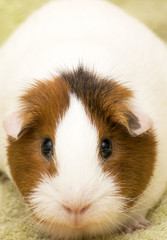 Guinea pig on a green background
