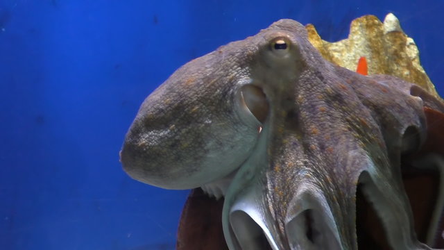 Close up of octopus swimming around old terracotta pot in a fish tank with blue background