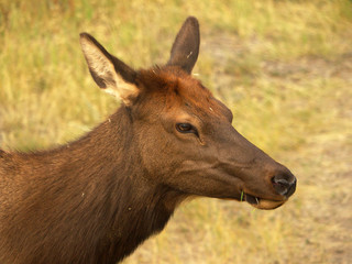 Fototapeta premium Messy Mouth: Profile of an Elk Cow with grass sticking out of her mouth, taken near the Gardner River in Yellowstone National Park.