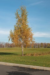 Obraz premium Одинокая береза на поле для гольфа