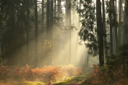 Fototapeta Coniferous forest on a foggy autumn morning