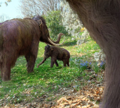 Woolly Mammoths In Meadow - An illustration focused on a baby woolly mammoth surrounded by her parents set in a flowering meadow.