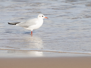 beautiful bird gull went to sea