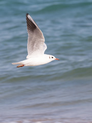 Fototapeta na wymiar beautiful seagull flying over the sea