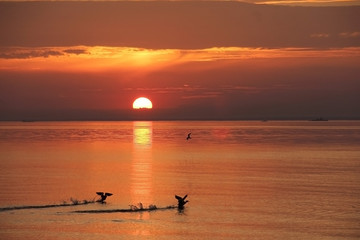 Fototapeta premium duck taking off on the background of sunrise on the Gulf of Finland