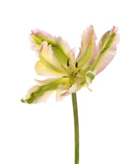 gentle beautiful unusual bi-color tulip