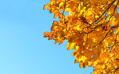 Fototapeta na wymiar Bright yellow maple leaves against the blue sky; place for your text