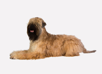Irish Soft Coated Wheaten Terrier