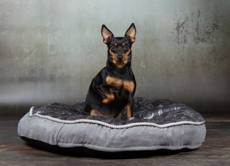 miniature pinscher
