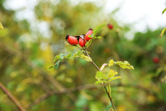 Cankerberry on branch of bush