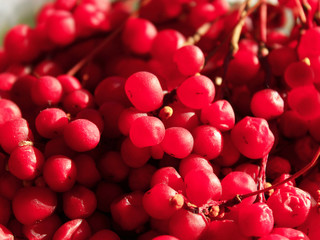red ripe schisandra © alexmak