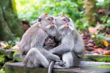 Family of long-tailed macaque (Macaca fascicularis) in Sacred Mo