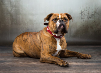 dog boxer studio portrait
