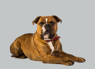 dog boxer studio portrait
