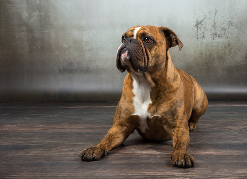 Dog Boxer Studio Portrait
