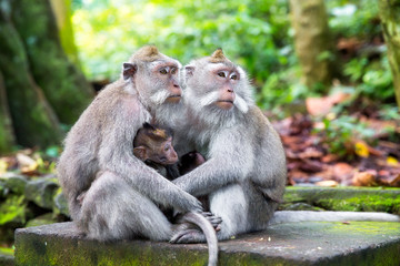 Family of long-tailed macaque (Macaca fascicularis) in Sacred Mo