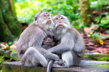 Naklejka na ściany i meble Family of long-tailed macaque (Macaca fascicularis) in Sacred Mo
