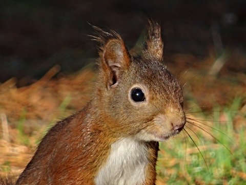 Eichh&ouml;rnchen