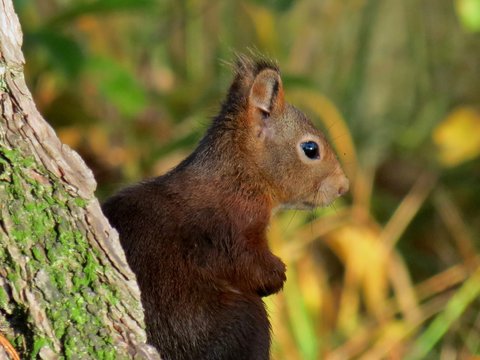 Eichh&ouml;rnchen