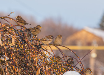 Sparrow bird in tree
