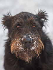 dog schnauzer in the fresh snow