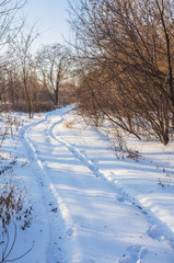 Countryside road through winter forest