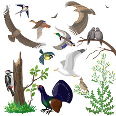 Naklejka premium Set of Wild Birds