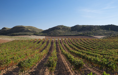 Fototapeta na wymiar Vineyards in Barbarin, Navarre