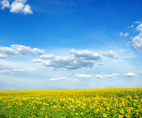 field of sunflowers and blue sun sky