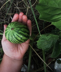 арбуз на ладошке