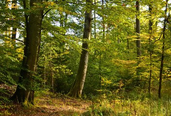 Fototapeta na wymiar green autumn forest