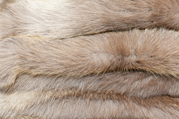Animal fur texture