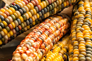 Indian Corn or Flint Corn Close Up
