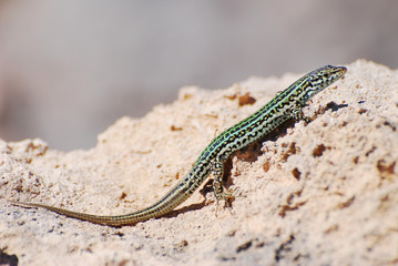 sargantana