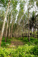 Row of rubber tree forest at Thailand