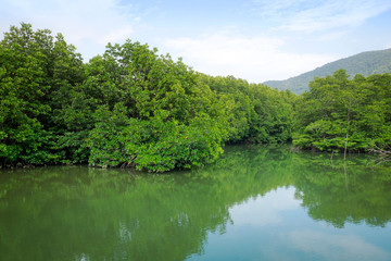 Fototapeta na wymiar Mangrove forest at Koh Chang Island,Thailand