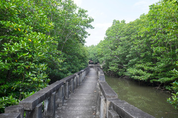 Obraz premium Mangrove forest with Cement bridge Walk way at Koh Chang Island,Thailand