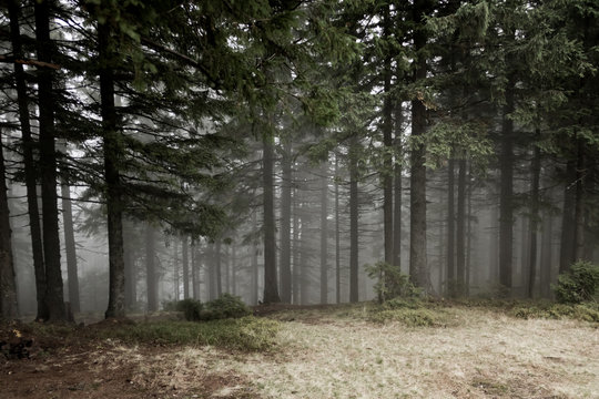 Fototapeta Mystery forest