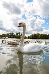 Mute Swan on a lake