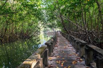 Mangrove forest with Cement bridge Walk way at Koh Chang Island,Thailand