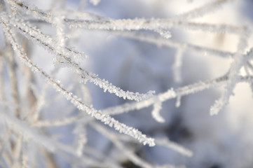 Ветки деревьев зимой покрытые снегом,инеем,маленькими льдинками.Branches of trees covered with snow in the winter, with frost, small pieces of ice.
