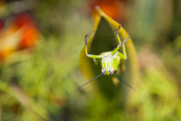 Grasshopper on a leaf