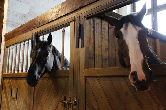 Fototapeta Cheval de la Garde Républicaine au Château de Chambord
