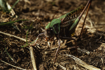 beautiful amazing green and black grasshopper in sunny mountains