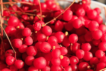 red ripe schisandra